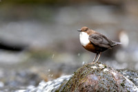 Dipper