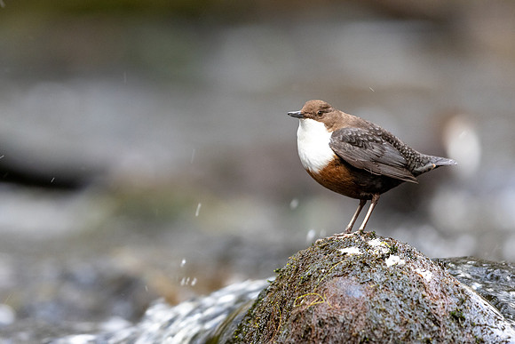 Dipper, Glenmore, Scotland, February 2026