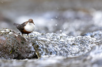 Dipper, Glenmore, Scotland, February 2026