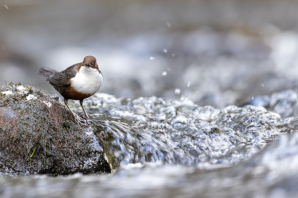 Dipper, Glenmore, Scotland, February 2026