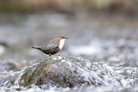 Dipper, Glenmore, Scotland, February 2026