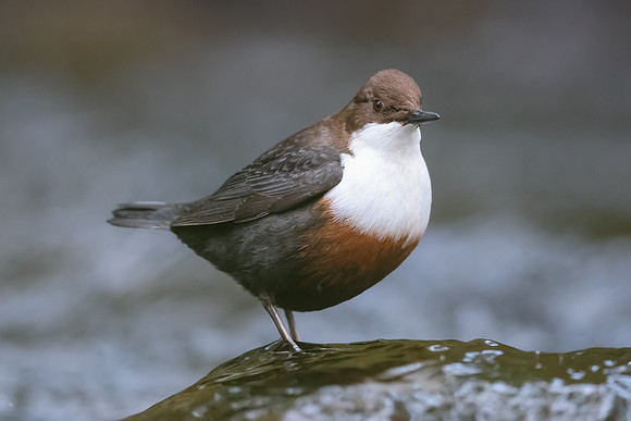 Dipper, Glenmore, Scotland, February 2026