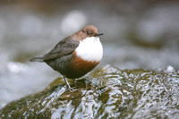 Dipper, Glenmore, Scotland, February 2026