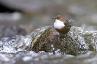 Dipper, Glenmore, Scotland, February 2026