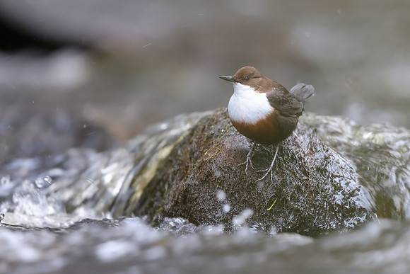 Dipper, Glenmore, Scotland, February 2026