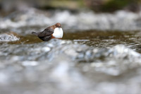 Dipper, Glenmore, Scotland, February 2026