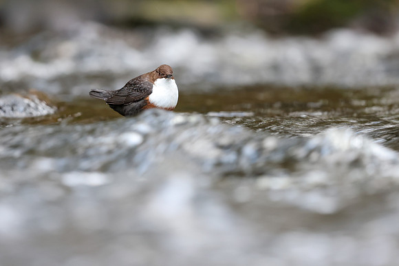 Dipper, Glenmore, Scotland, February 2026