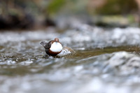Dipper, Glenmore, Scotland, February 2026