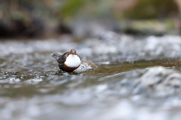 Dipper, Glenmore, Scotland, February 2026