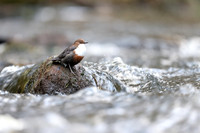 Dipper, Glenmore, Scotland, February 2026