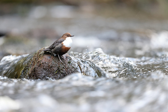 Dipper, Glenmore, Scotland, February 2026