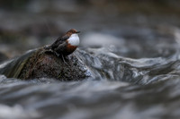 Dipper, Glenmore, Scotland, February 2026