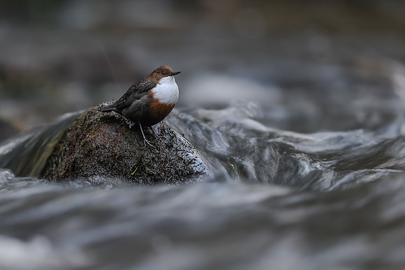 Dipper, Glenmore, Scotland, February 2026