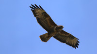 Buzzard, Tockington, July 2015