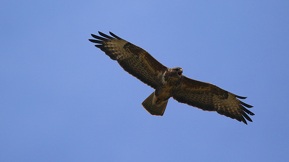 Buzzard, Tockington, July 2015