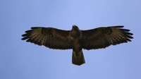 Buzzard, Tockington, July 2015