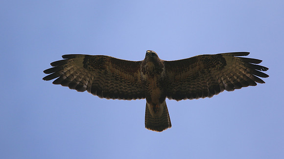 Buzzard, Tockington, July 2015