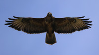 Buzzard, Tockington, July 2015