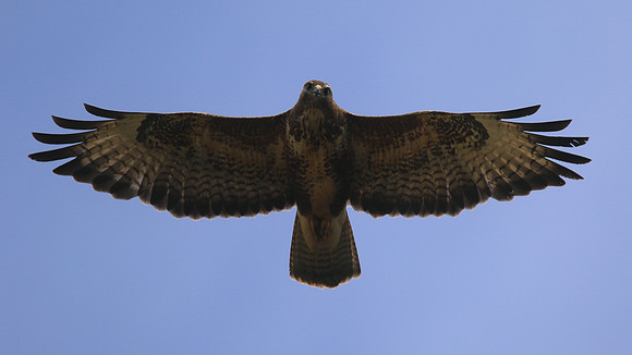 Buzzard, Tockington, July 2015