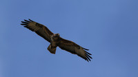 Buzzard, Tockington, July 2015