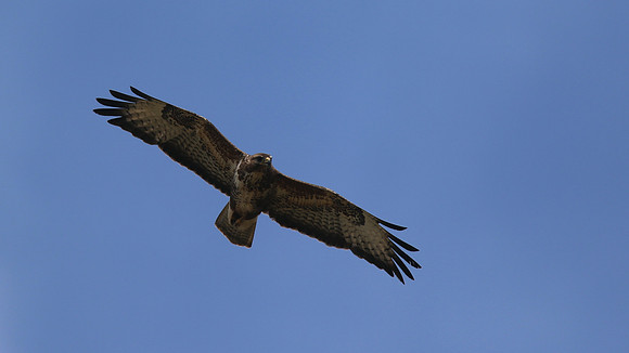 Buzzard, Tockington, July 2015