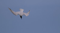 Gull-billed Tern Kingsteignton, Devon, July 2015.
