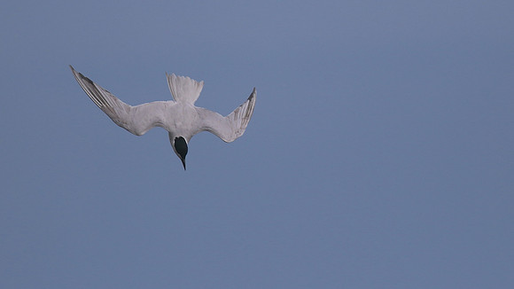 Gull-billed Tern Kingsteignton, Devon, July 2015.