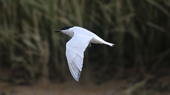 Gull-billed Tern Kingsteignton, Devon, July 2015