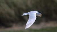 Gull-billed Tern Kingsteignton, Devon, July 2015