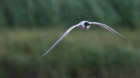Gull-billed Tern Kingsteignton, Devon, July 2015