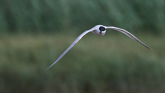 Gull-billed Tern Kingsteignton, Devon, July 2015