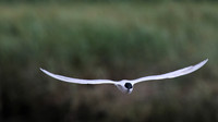 Gull-billed Tern Kingsteignton, Devon, July 2015