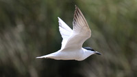 Gull-billed Tern Kingsteignton, Devon, July 2015