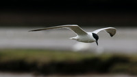 Gull-billed Tern Kingsteignton, Devon, July 2015