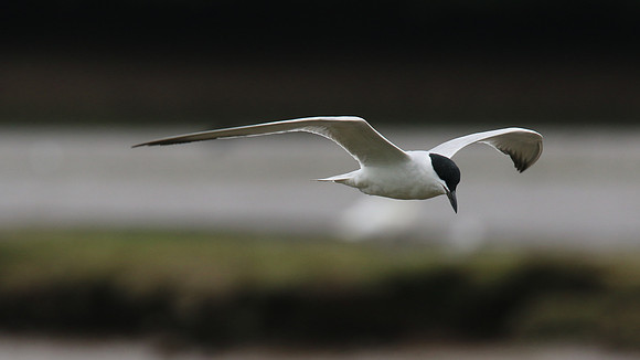 Gull-billed Tern Kingsteignton, Devon, July 2015