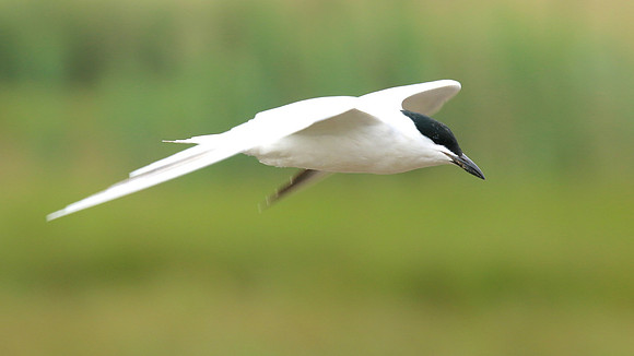 Gull-billed Tern Kingsteignton, Devon, July 2015