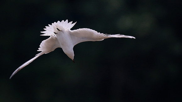 Gull-billed Tern Kingsteignton, Devon, July 2015
