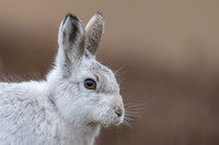 Mountain Hare