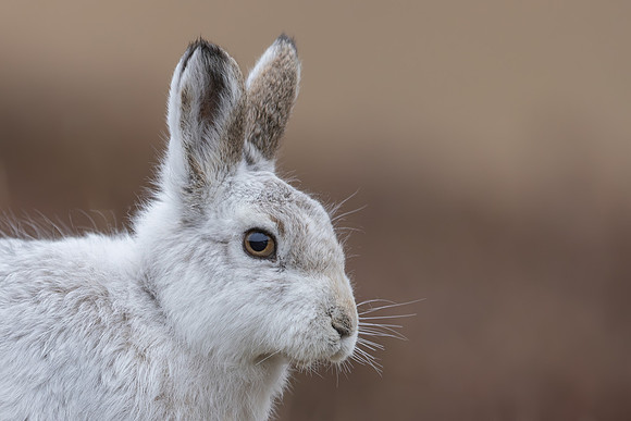 Mountain Hare, Scotland, February 2026