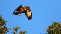 Buzzard, Tockington, July 2015