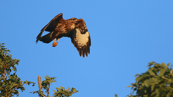 Buzzard, Tockington, July 2015