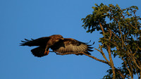 Buzzard, Tockington, July 2015