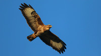Buzzard, Tockington, July 2015