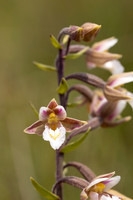 Marsh Helleborine Kenfig, June 2024