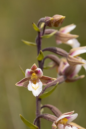 Marsh Helleborine Kenfig, June 2024