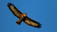 Buzzard, Tockington, July 2015