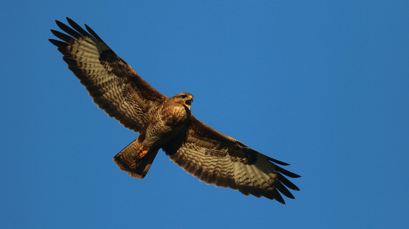Buzzard, Tockington, July 2015
