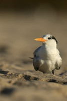 Royal Tern, Fort Lauderdale Beach, February 2020