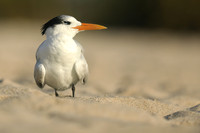 Terns