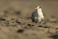 Royal Tern, Fort Lauderdale Beach, February 2020